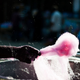 Illustration for article titled Cotton Candy Inspires New Method for Tissue Engineering